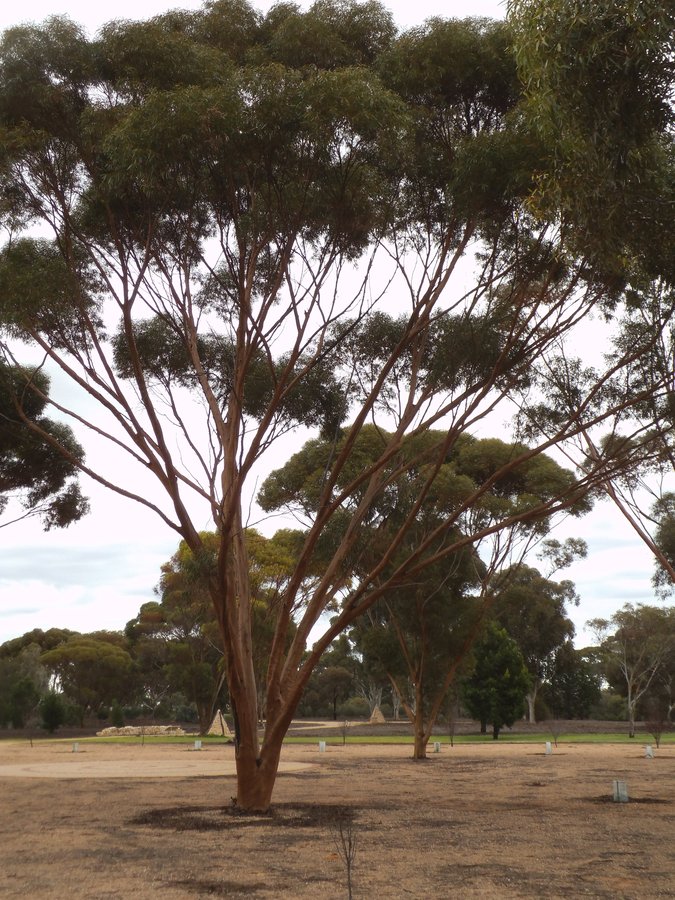 Eucalyptus salubris (2).JPG